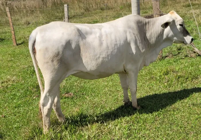Novilha provavelmente prenhe