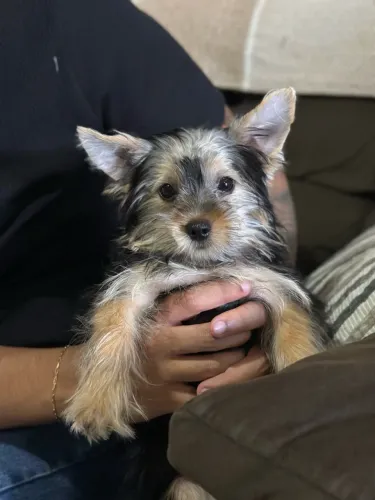 FILHOTES MACHO - YORKSHIRE TERRIER