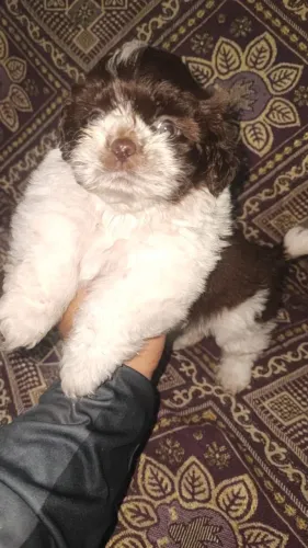 lindos dhih tzu com garantia - Filhotes Encantadores