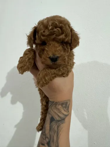 Poodle Toy ( cor red fêmea )
