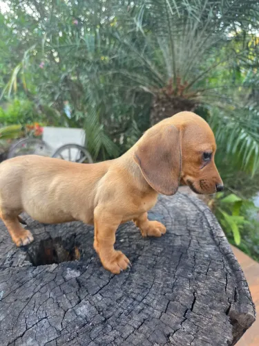 VENDO Basset dachshund cofap alerquim MOFADINHAS