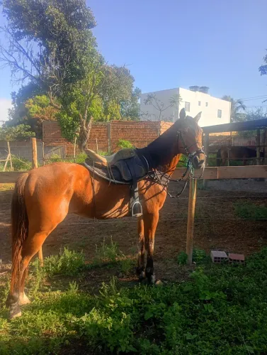 Cavalo de esteira