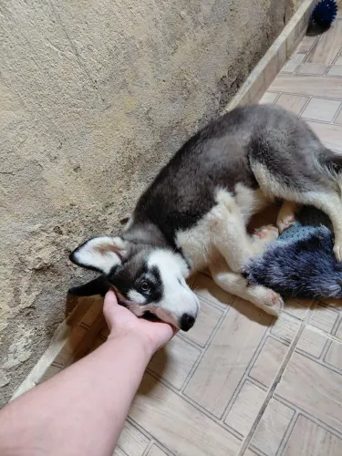 Husky Siberiano