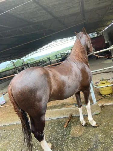 Cavalo