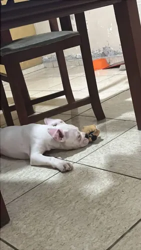 Filhote de cachorro raça boxer!!