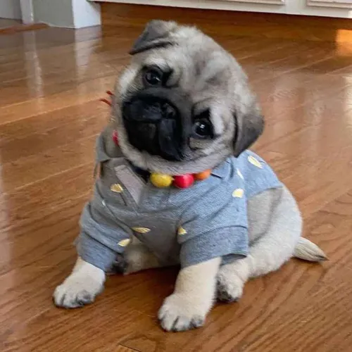 Filhote pug, Pronto para um novo amor incondicional?