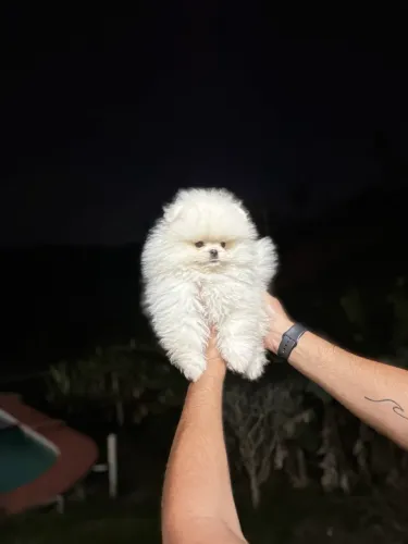 Lulu da pomerania verdadeiro Ursinho
