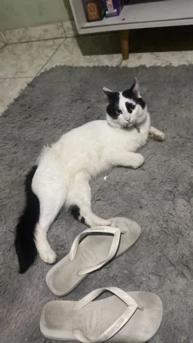 Adoção