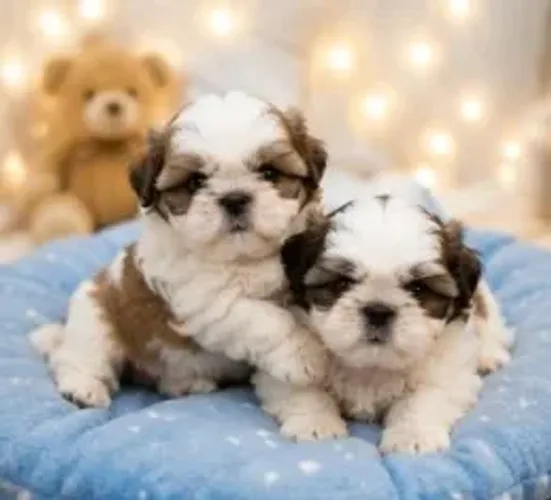 Baby Shih tzu/ shihtzu muito carinhosos e sociáveis