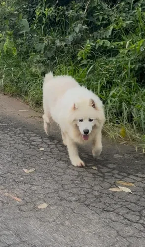 Doação cachorro Samoieda 