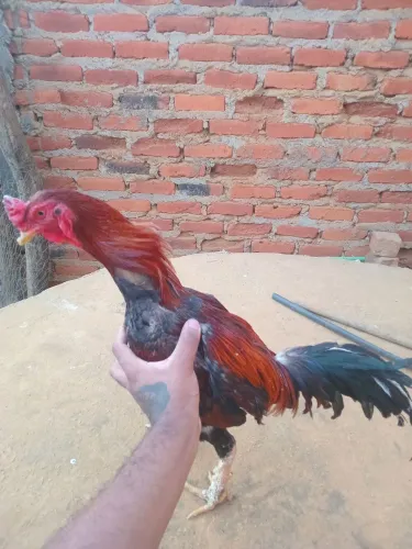 Galo de raça