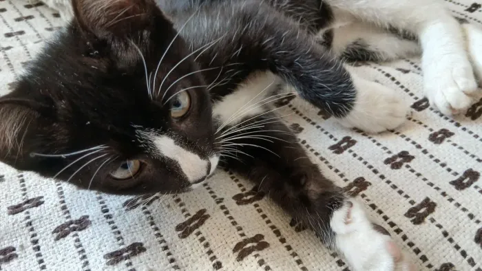 DOAÇÃO DE GATINHO MACHO