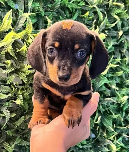 dachshund perfeitos