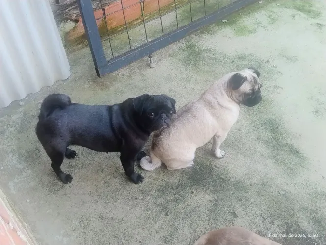 Pug fêmea procura namorado