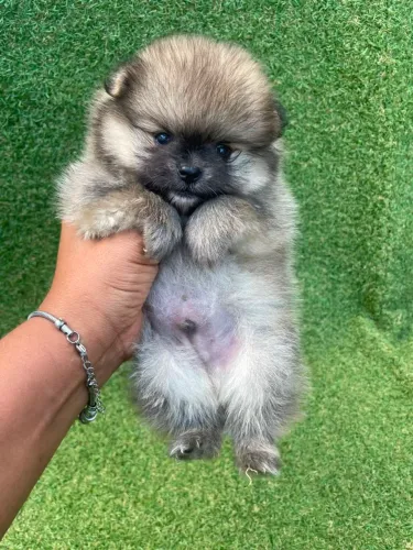 Lulu da Pomerânia belíssimos Ursinhos