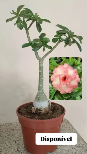 ROSA DO DESERTO ROMANTIC STAR