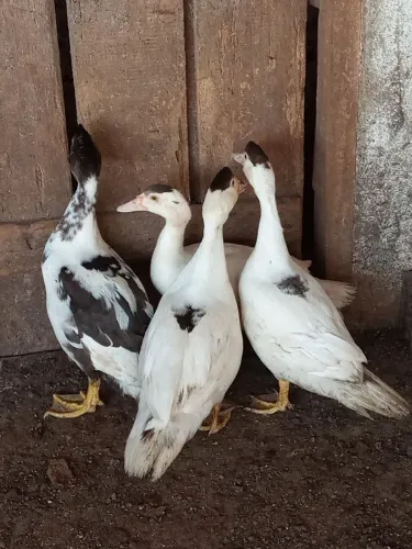 Patos 