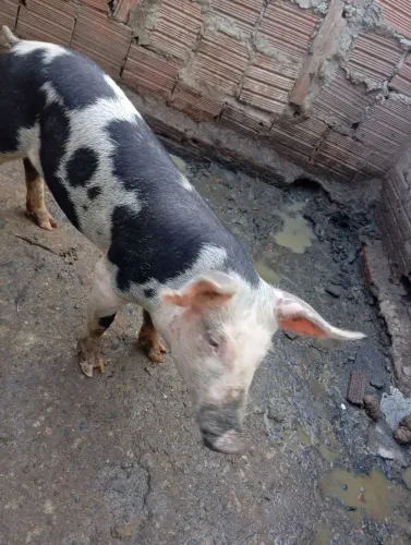 Porcos vendo
