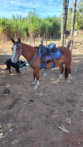 Cavalo