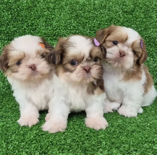 Shih tzu Fêmea!! Belas Princesas.