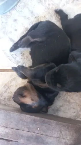 Vendo filhotes de rottweiler