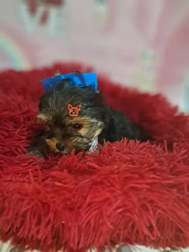 Yorkshire mini terrier macho