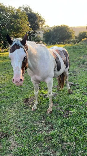 Paint horse garanhão 