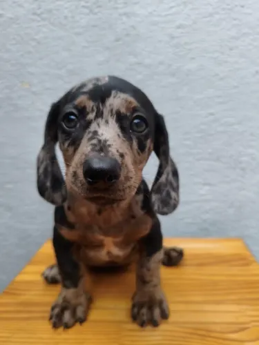 Dachshund: Um Filhote para Compartilhar Sua Rotina