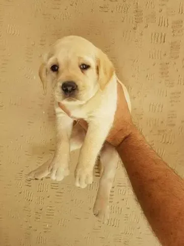 Labrador - Filhotes disponíveis