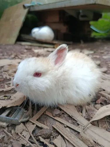 Coelho Lion