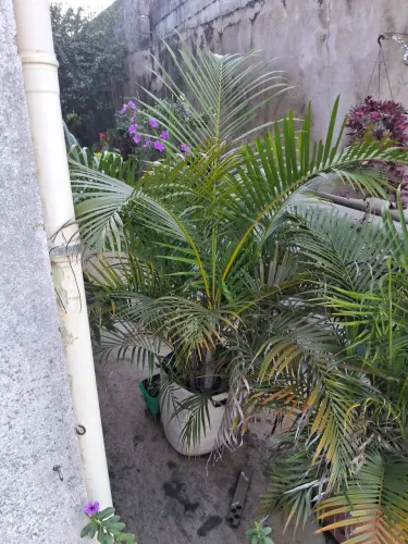 Palmeira areca no vaso
