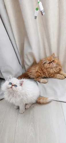 Filhote gato persa