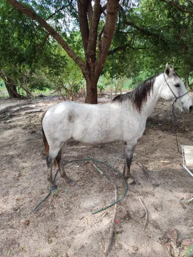 Égua tordilha