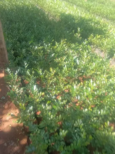 Murtas pra cerca viva 