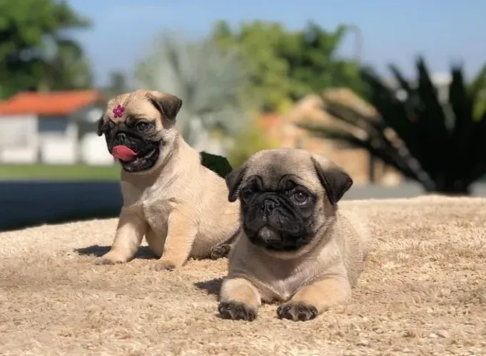 Lindos filhotes de Pug puro - com pedigree( pronta entrega)- Dani