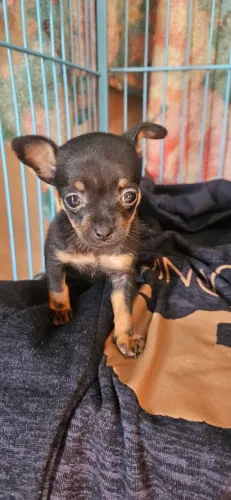 Pinscher fêmea 0