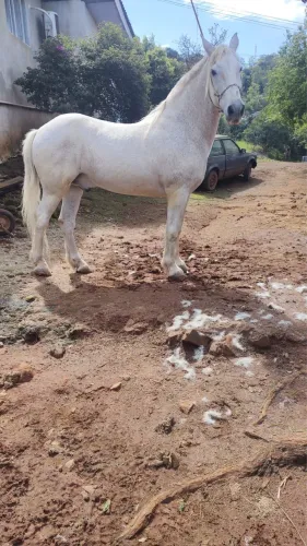 Cavalo PERCHERON