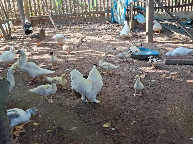 Patos