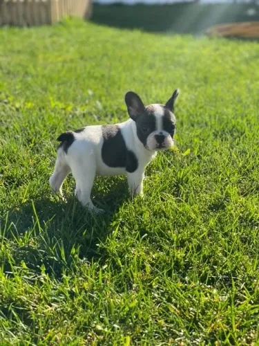 Bulldog frances merle, fulvo, pirata e mais cores exoticas