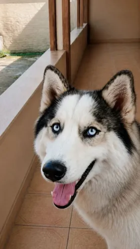 HUSKY FEMEA DISPONÍVEL
