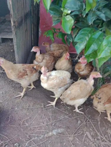 Frango caipirão