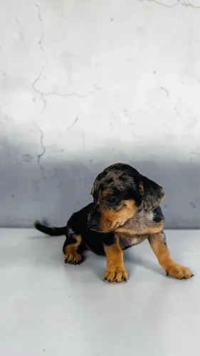 Promoção Daschund mini