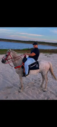 Cavalo