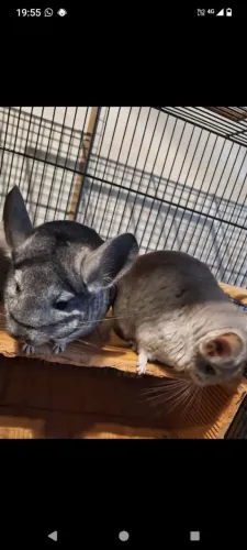 Chinchila 
