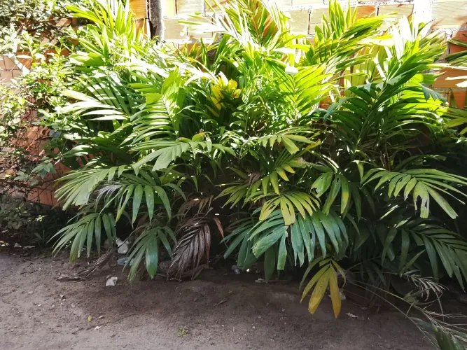 Palmeira para jardim