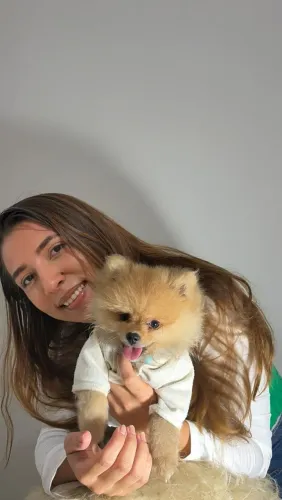 Filhote de spitz alemão