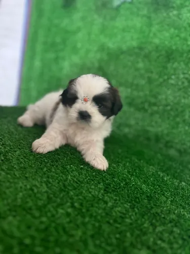 Venda de filhote de shih tzu macho e fêmea