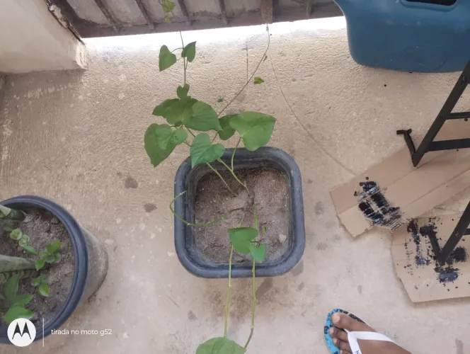 Vende se pé de batata doce roxa novinho