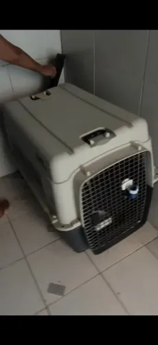 Caixa de transporte pra (pet) cachorro porte grande! 850,00