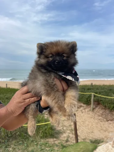Lulu da pomerania